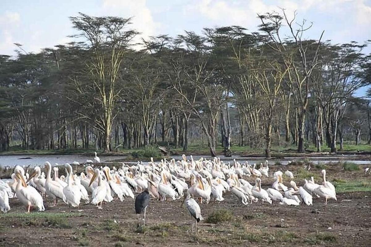 um grande bando de pássaros brancos parados em um campo
