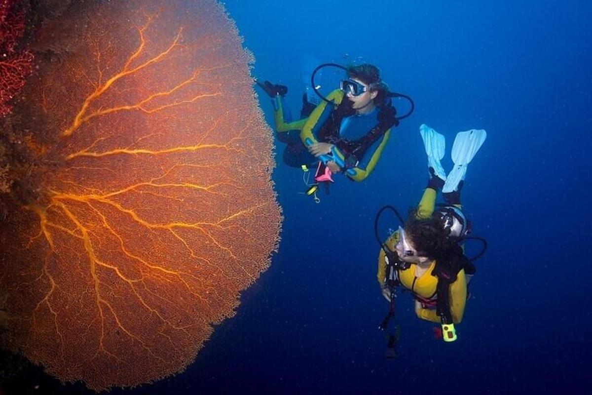 Dos personas nadando en el océano junto a un coral.