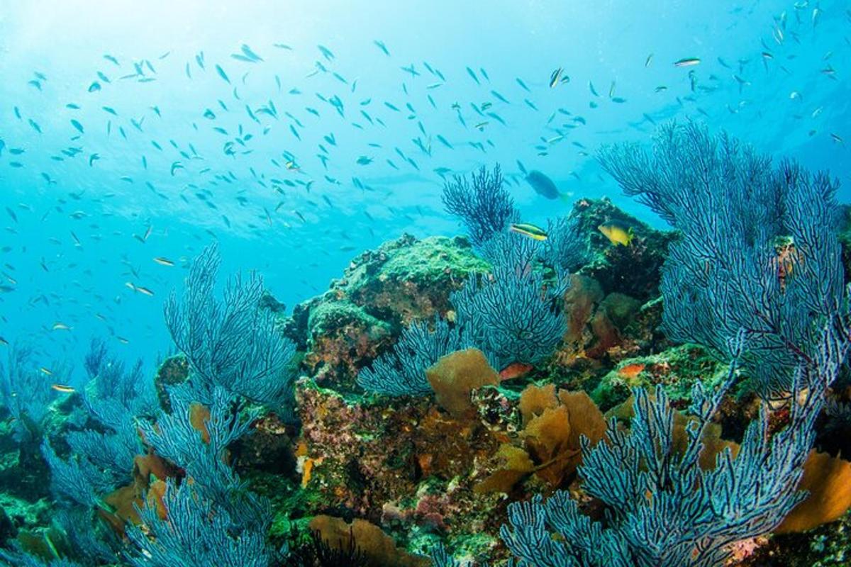 a school of fish on a coral reef