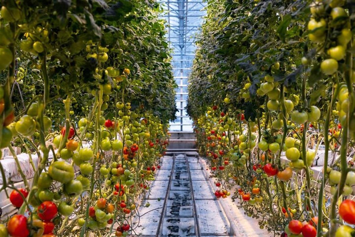 a greenhouse filled with lots of green and red tomatoes