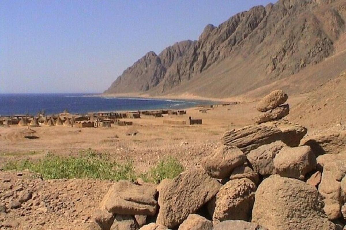 en gruppe dyr på en strand nær vannet