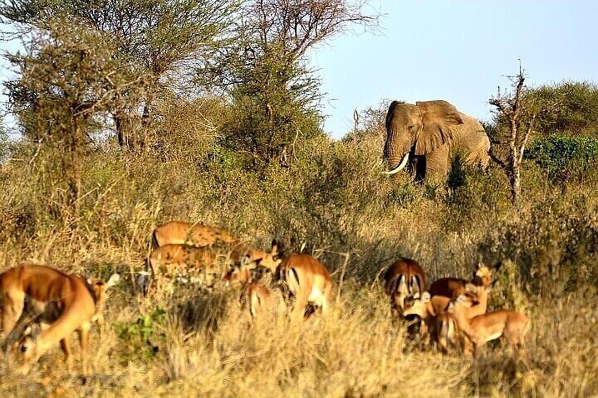 uma manada de antílopes e um elefante em um campo