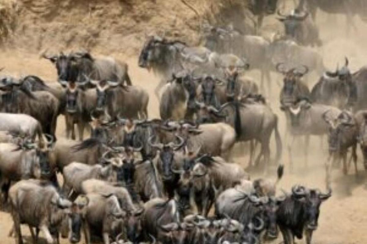 eine Herde wilder Tiere, die nebeneinander stehen