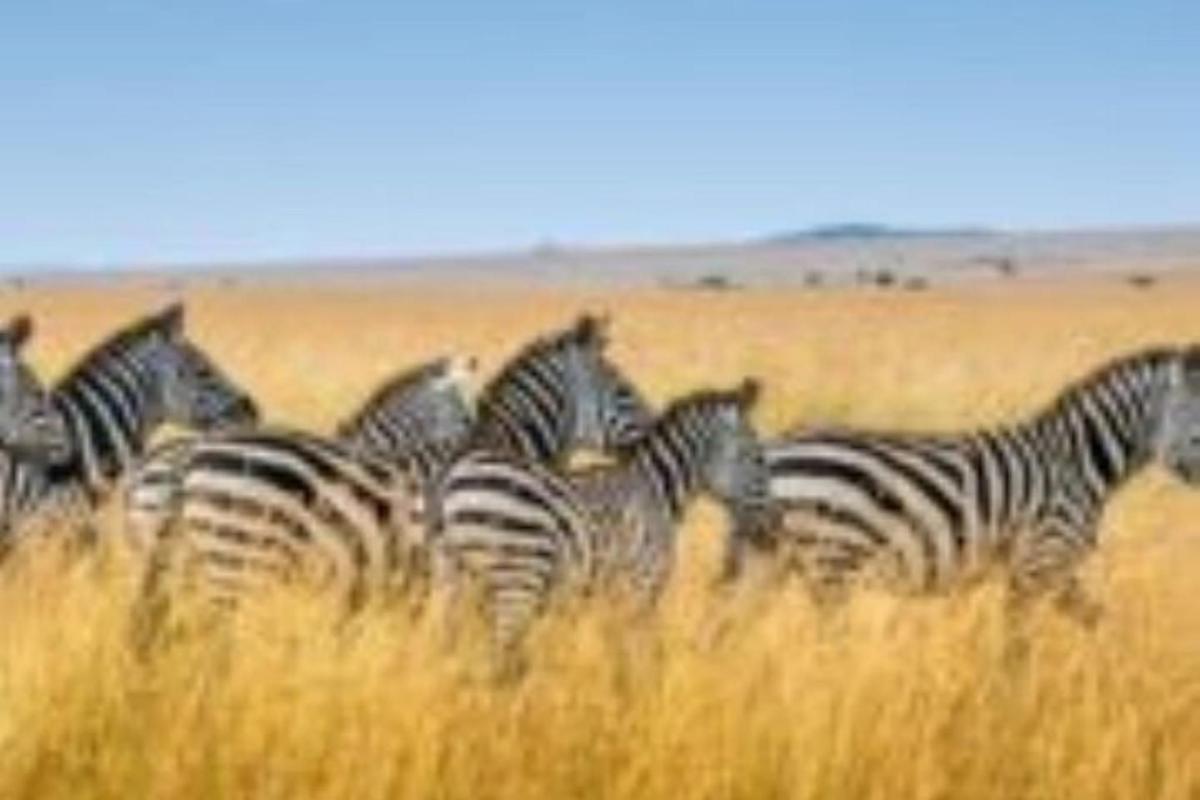 uma manada de zebras em pé na grama alta