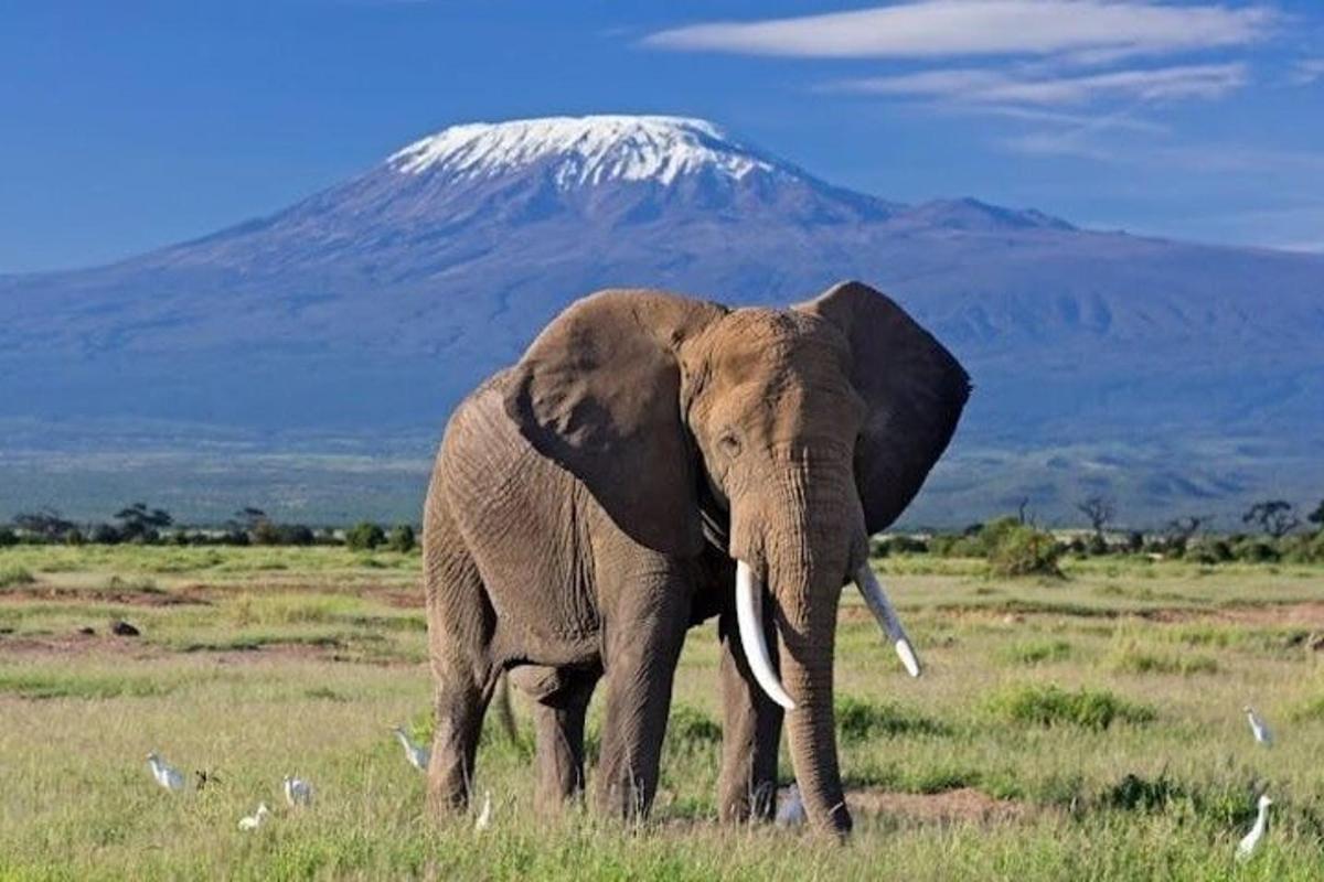 um elefante em pé em um campo com uma montanha ao fundo