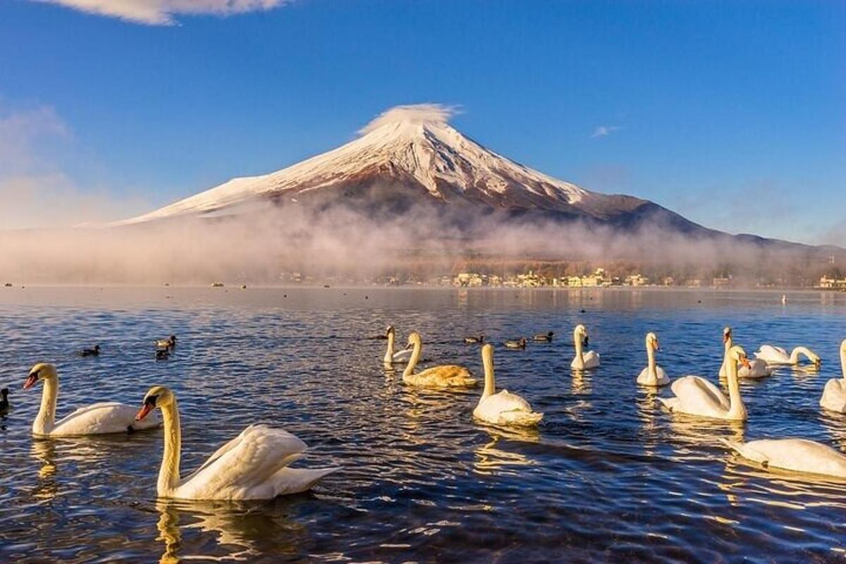isang grupo ng mga swans sa tubig sa harap ng isang bundok