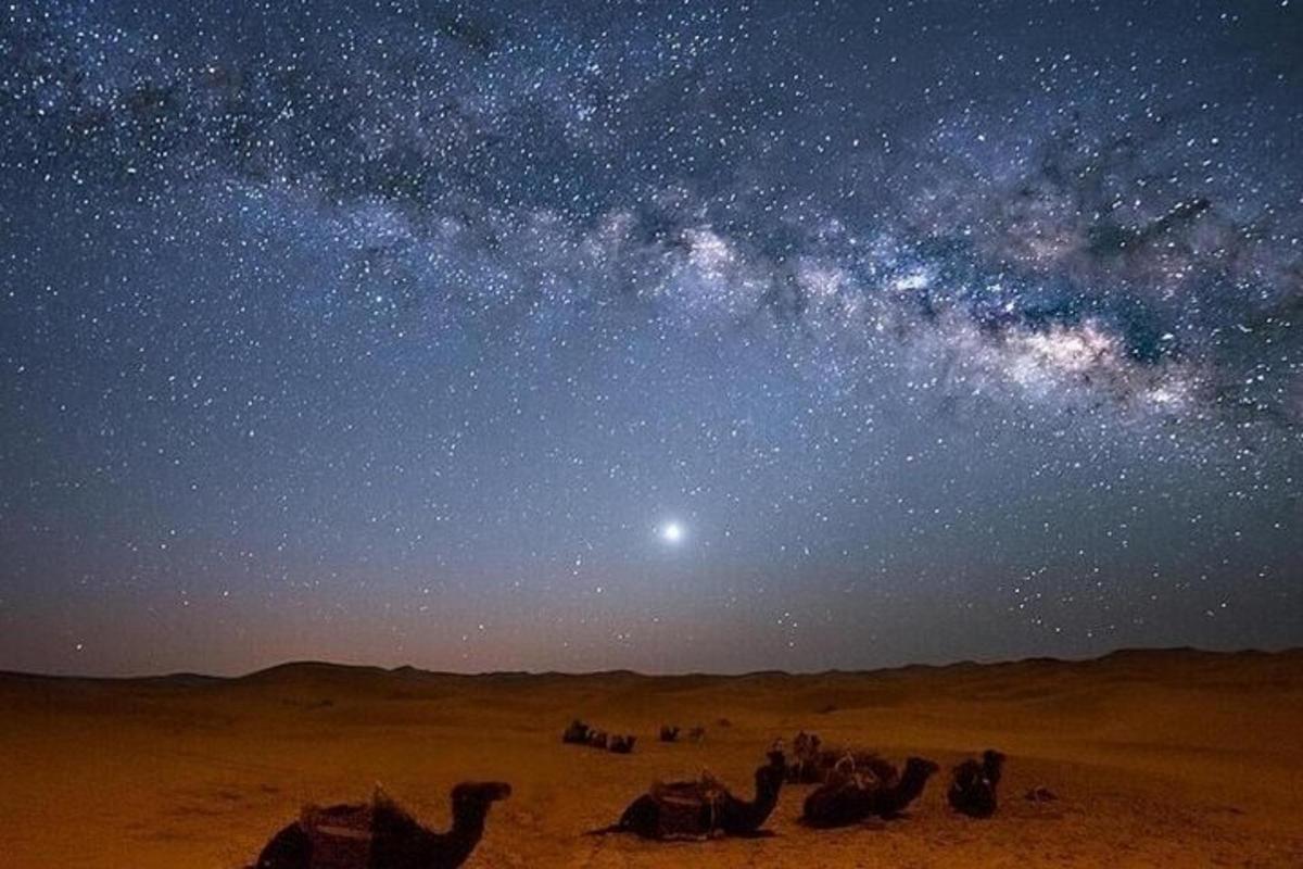 a group of camels in the desert under a starry sky