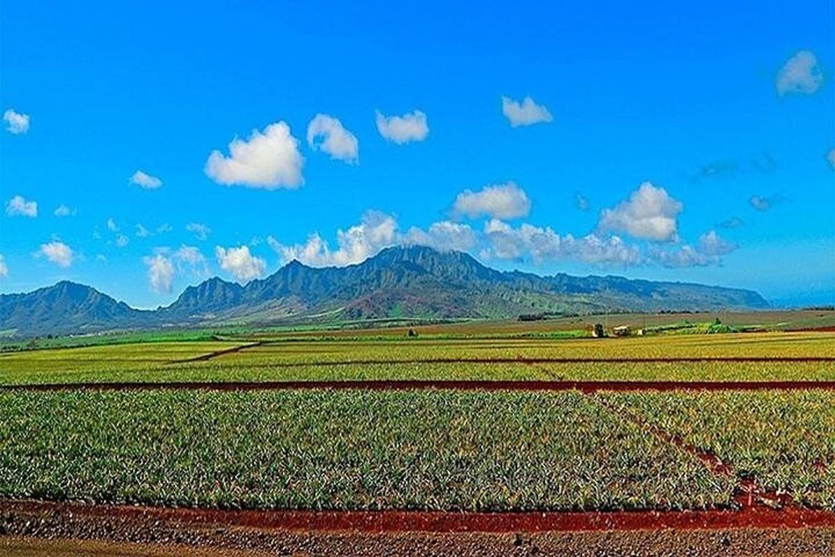 un campo coltivato con le montagne sullo sfondo