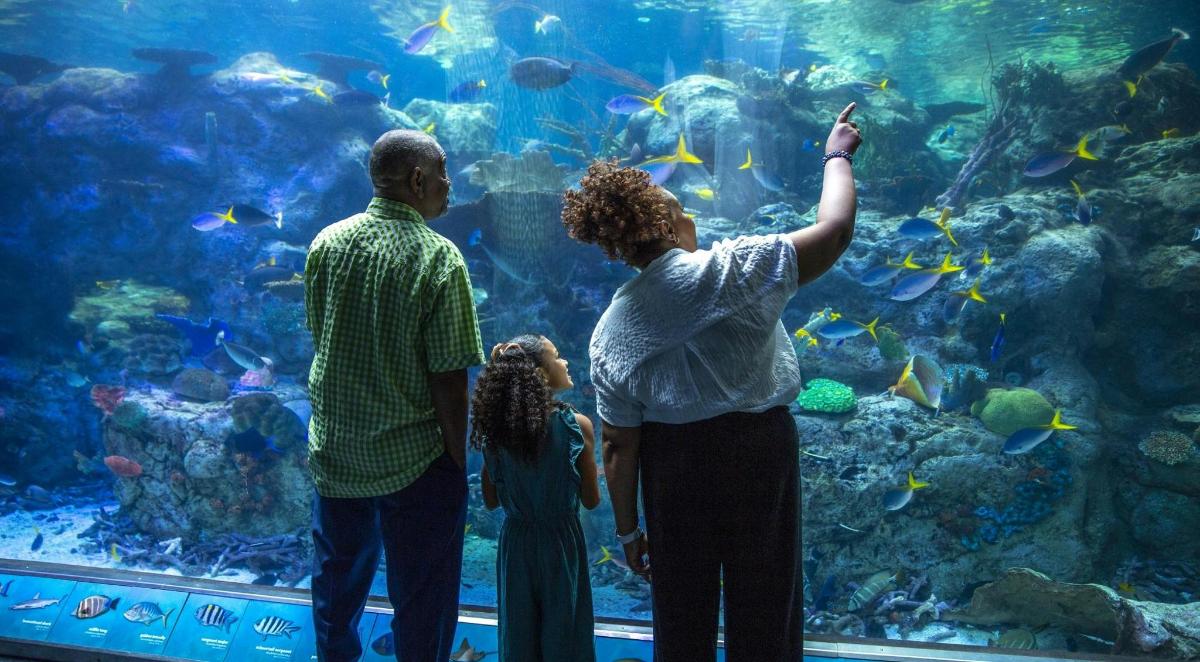 a family looking at the fish in an aquarium