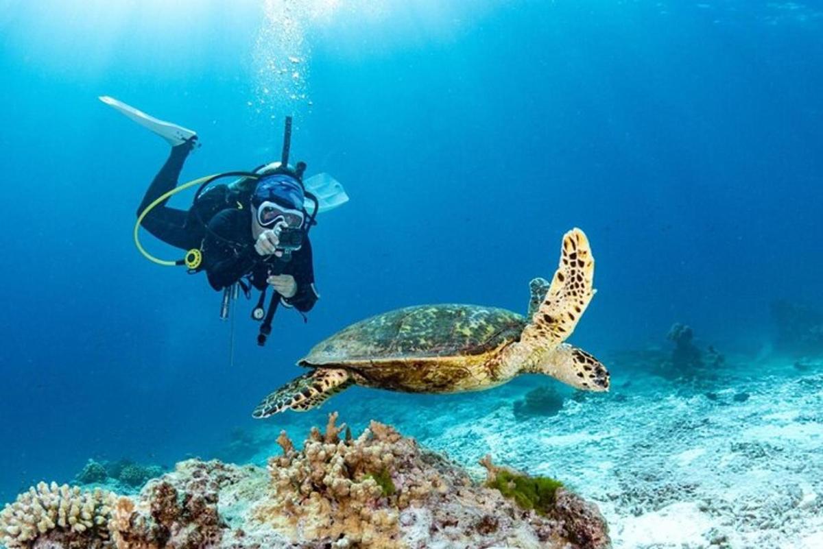 osoba u vodi s kornjačom u oceanu