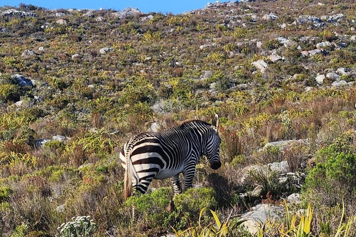 una zebra dempeus en un camp d'herba