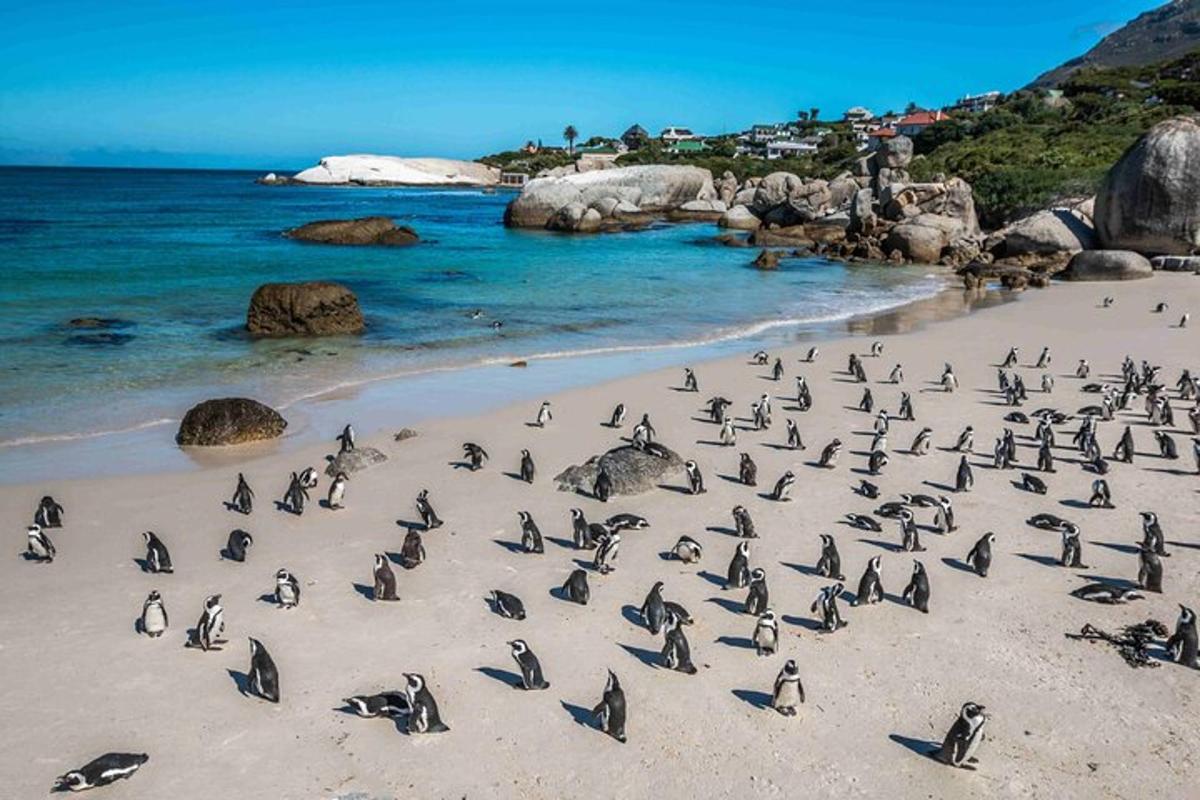 un ramat de pingüins drets a la platja