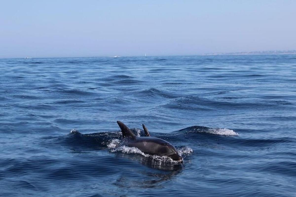 delfin, ki plava na površini vode