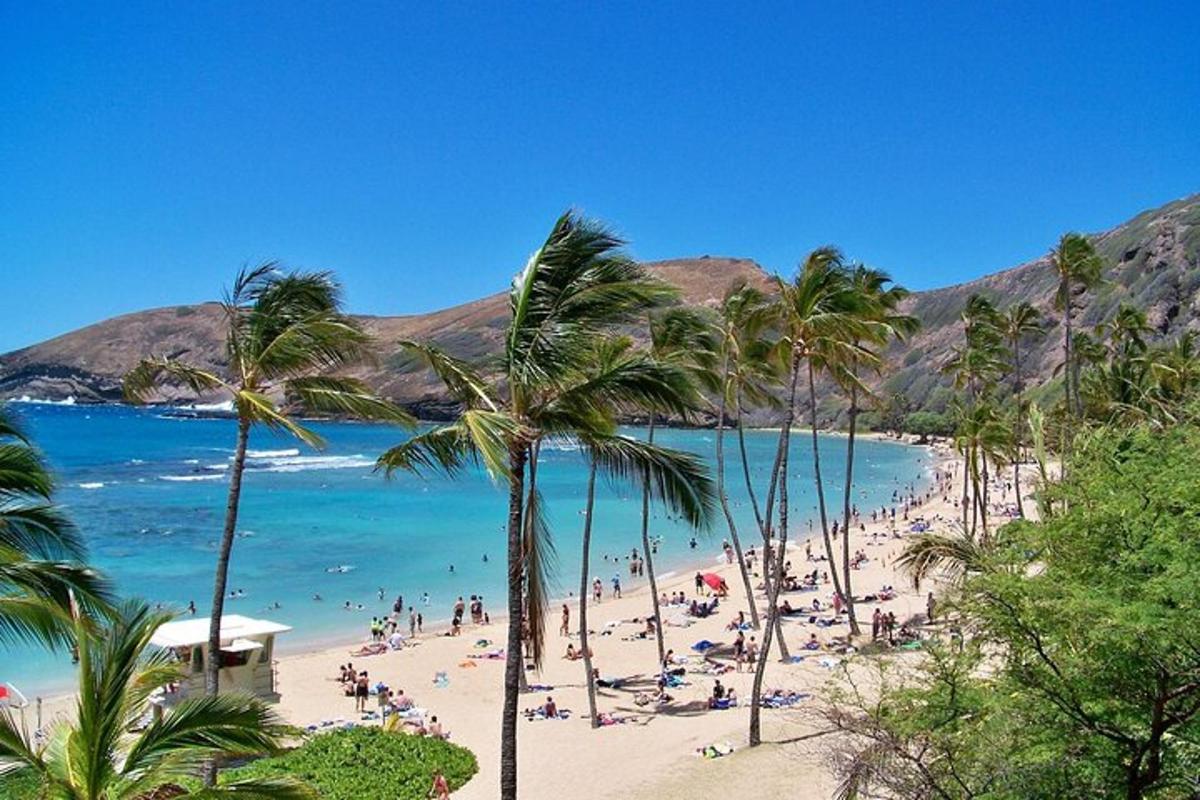 una playa con palmeras y una multitud de gente