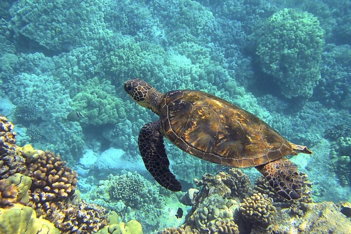 una tortuga verda nedant a l'oceà