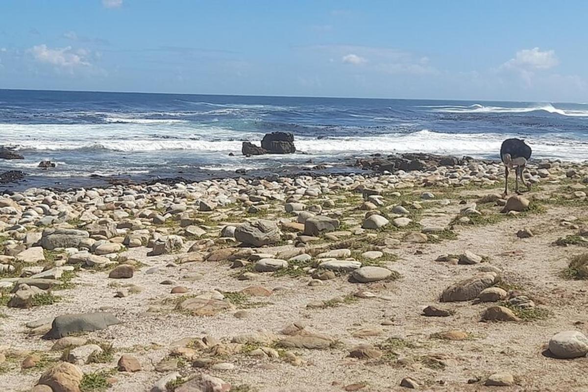 a bird standing on a rocky beach near the ocean