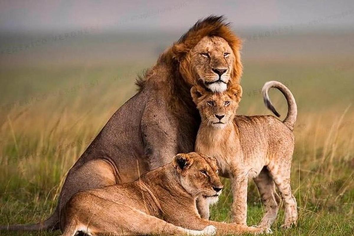Un león y un cachorro de león sentados en la hierba
