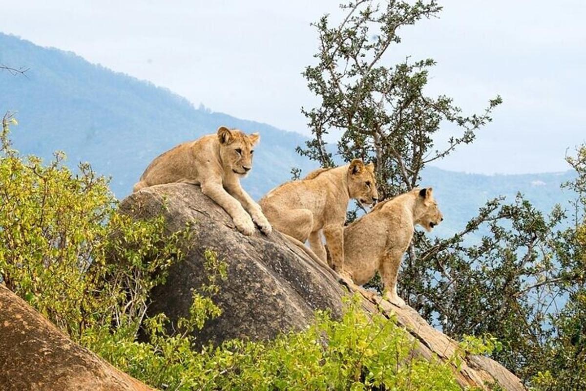 tres leones sentados en lo alto de una roca