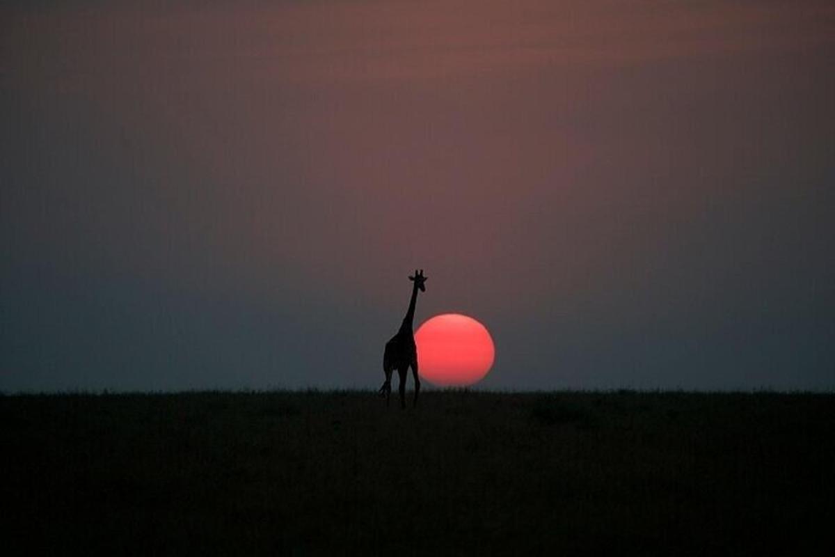 una jirafa parada frente al atardecer