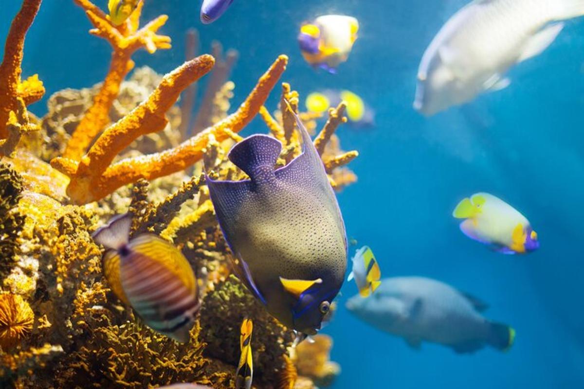 um grupo de peixes nadando em um aquário