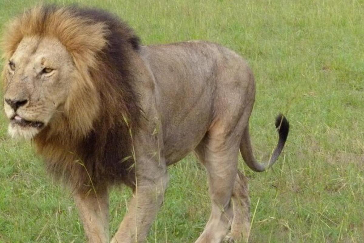 a lion walking in a field of grass