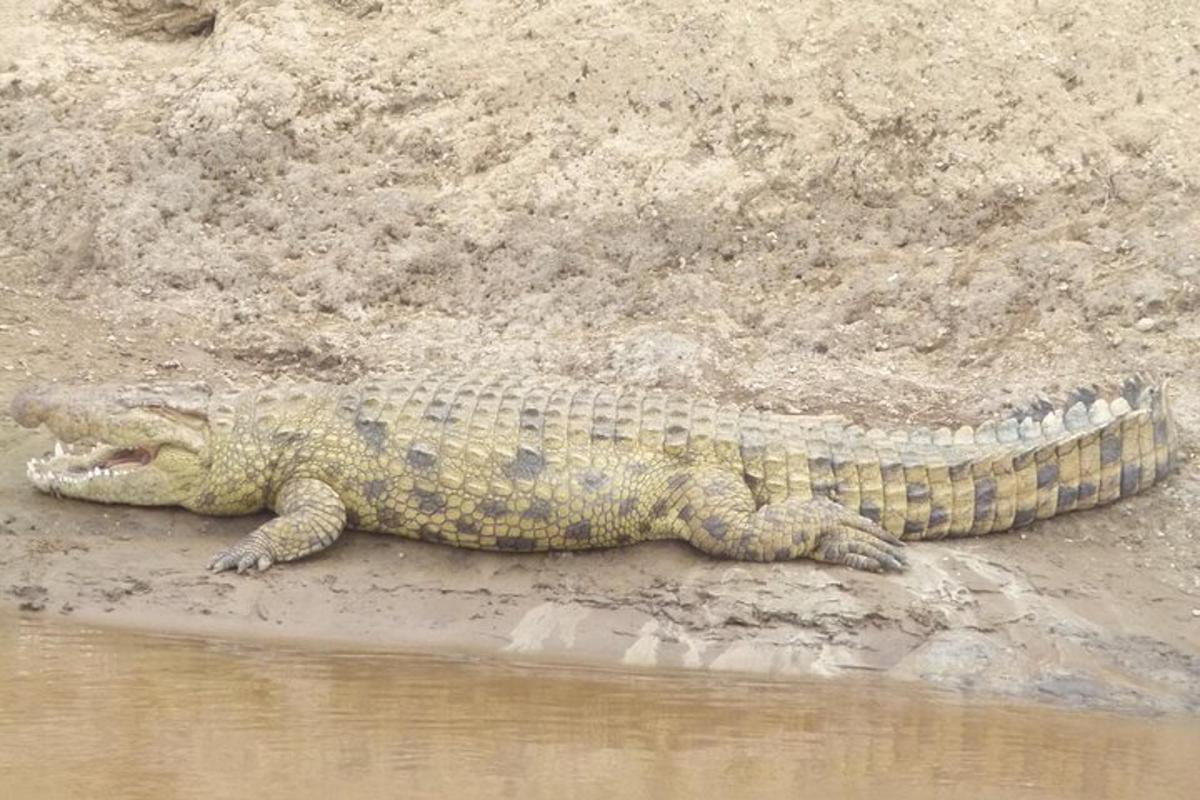 a crocodile laying on the dirt next to the water
