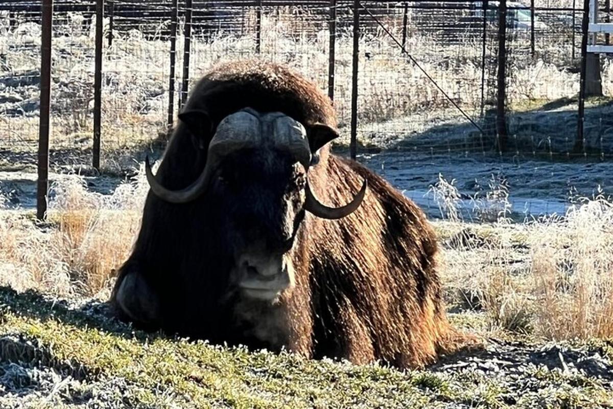un grosso animale sdraiato sull'erba in un campo