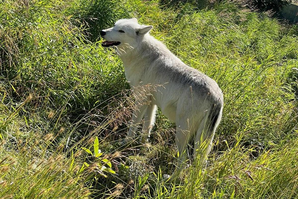 un agnello in piedi in un campo di erba alta