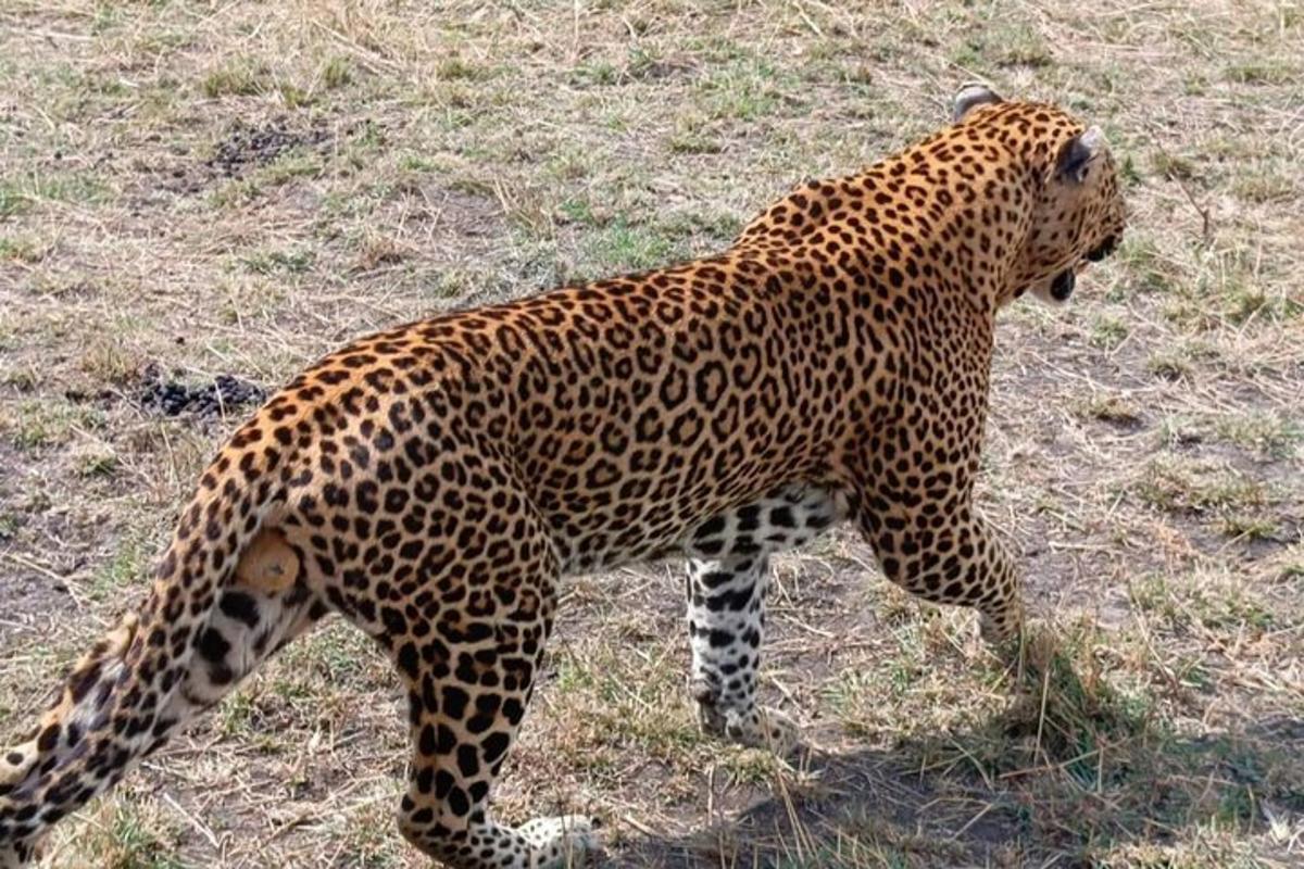 egy leopárd sétál a füvön egy mezőn