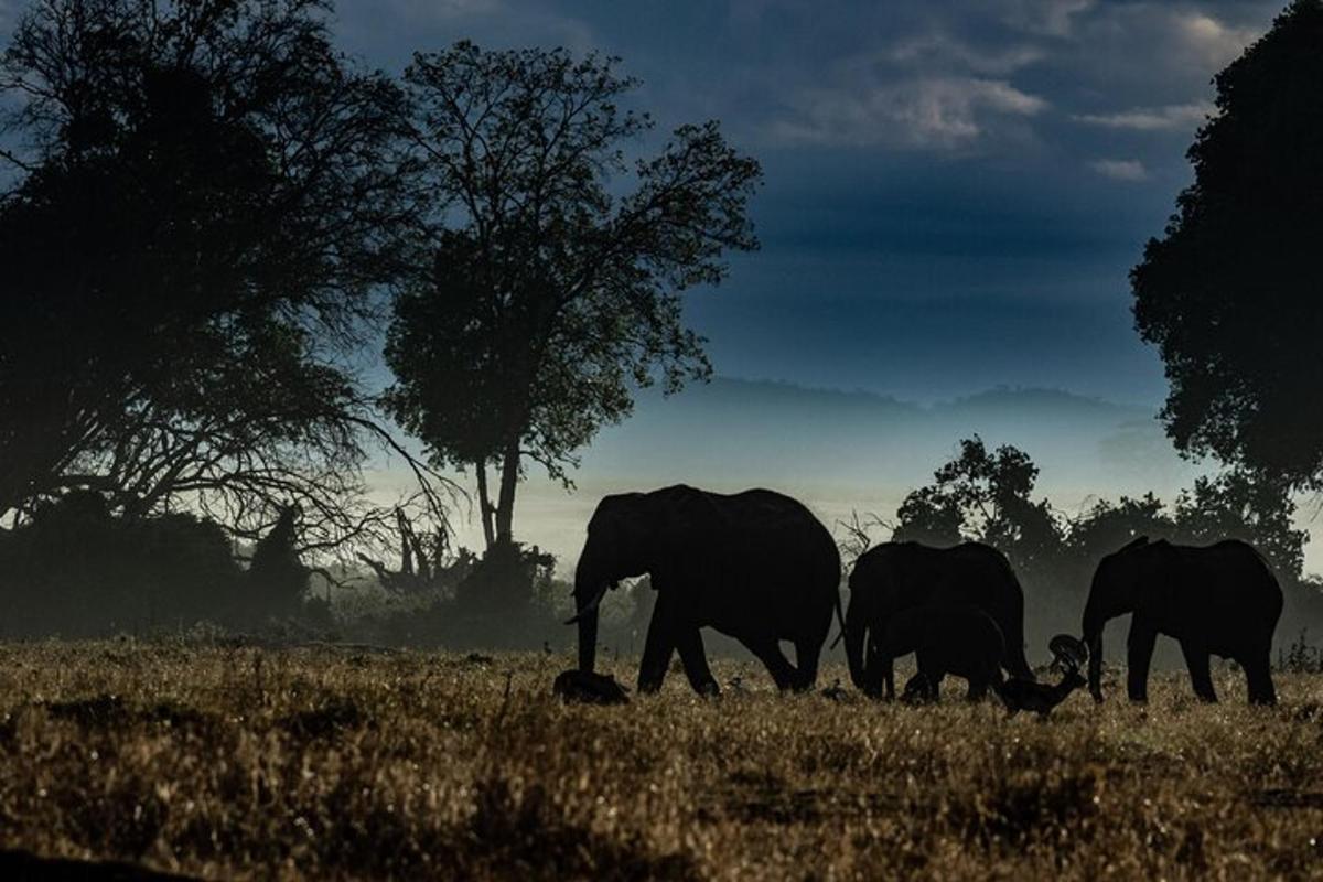 un groupe d'éléphants marchant dans un champ