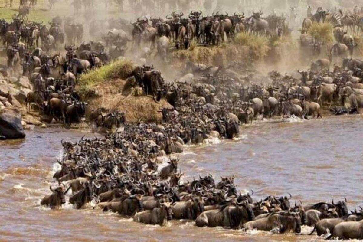 una grande mandria di animali che attraversa un fiume