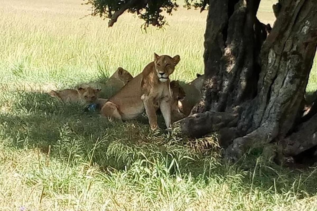 due leoni sdraiati sull'erba sotto un albero