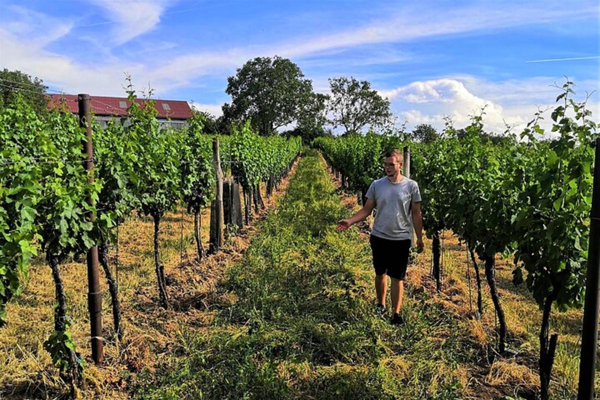 a man walking through a row of vines