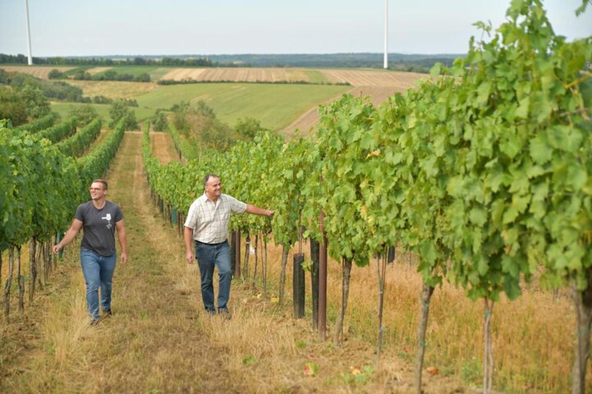 two men walking through a vineyard with trees