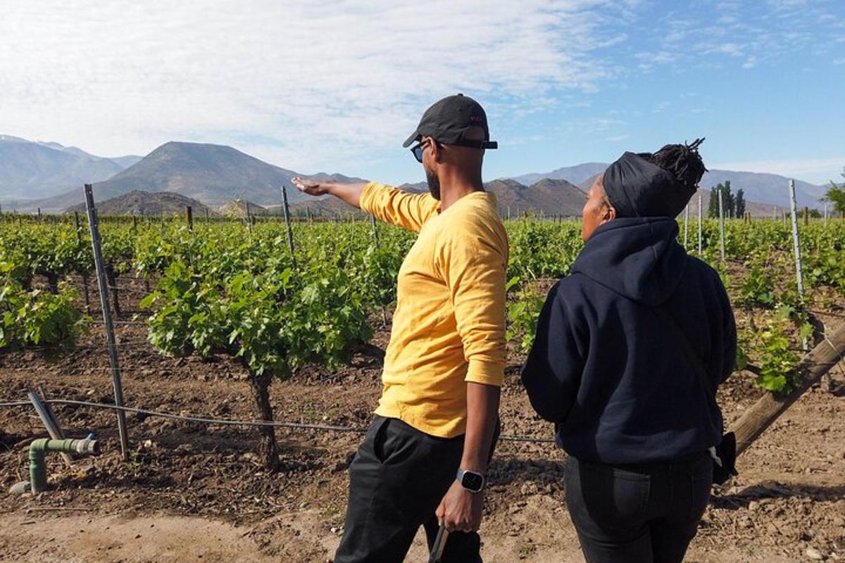 two people standing in a vineyard pointing at the vines