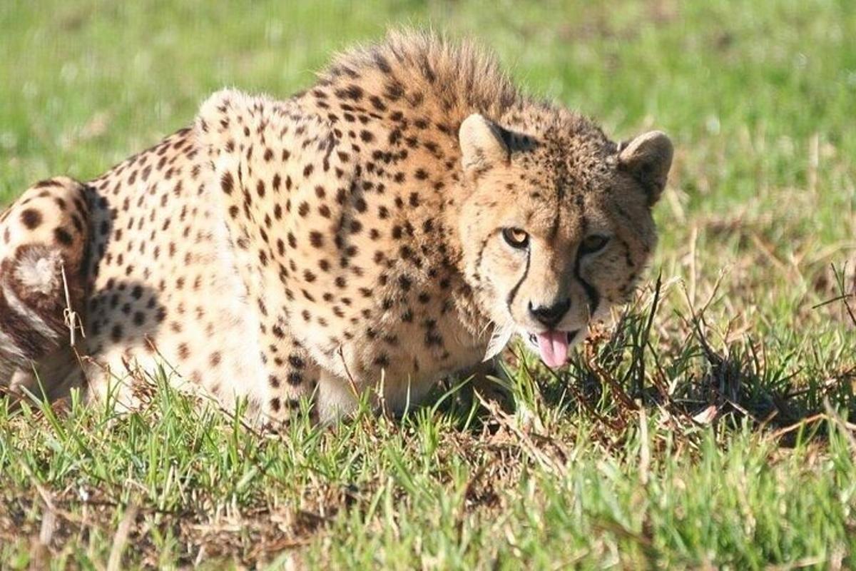 a cheetah laying in the grass with its tongue out