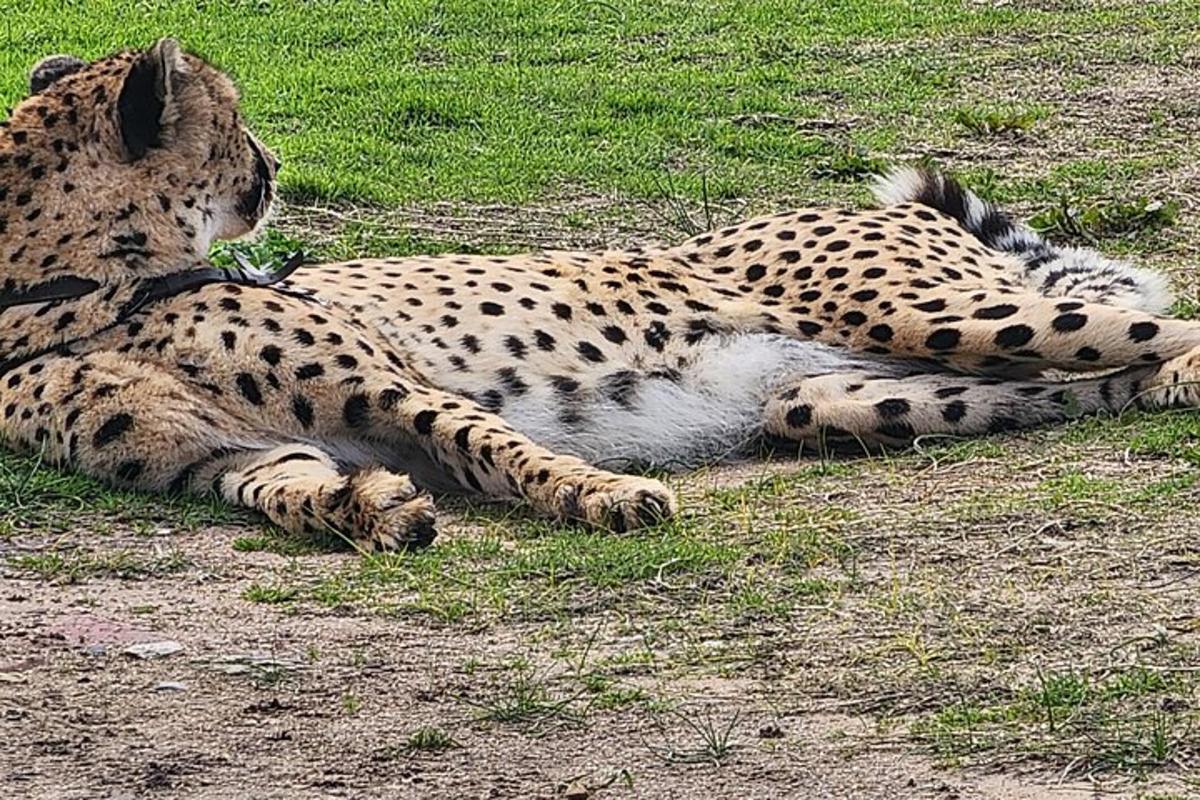 a cheetah laying on the ground in the grass