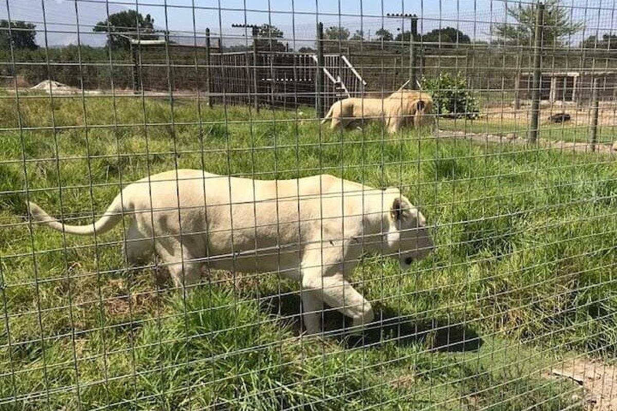 Un perro blanco en un campo detrás de una valla.