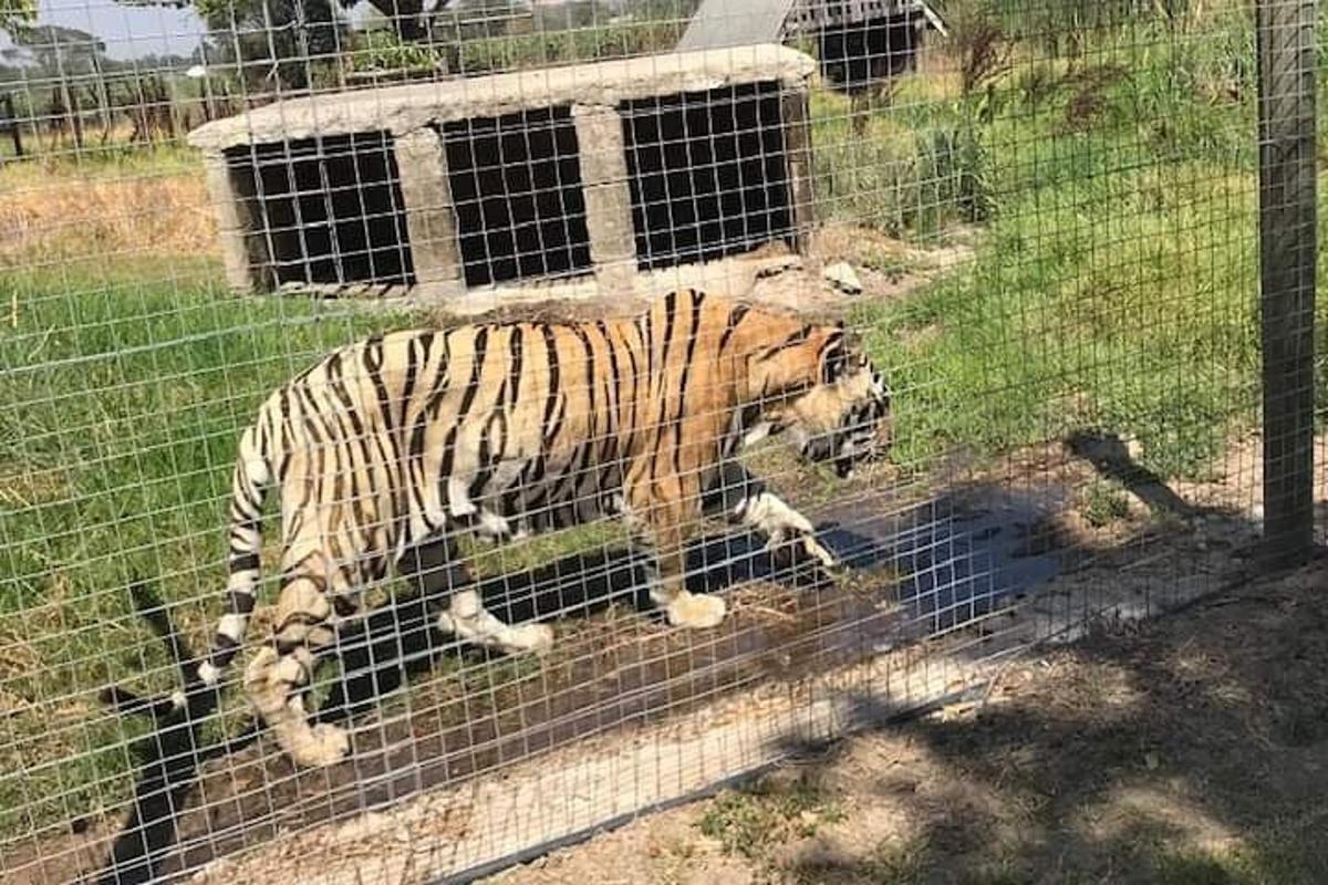 a tiger walking behind a fence in a cage