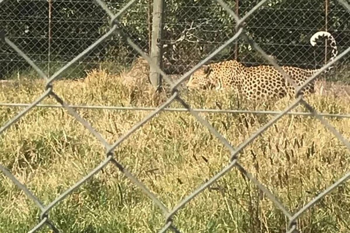 a cheetah walking in the grass behind a fence
