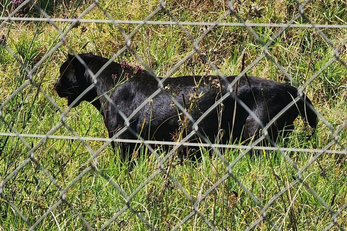 a black bear laying in the grass behind a fence
