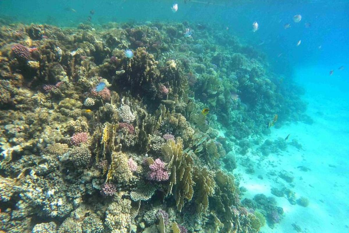ein Korallenriff mit Fischen im Ozean