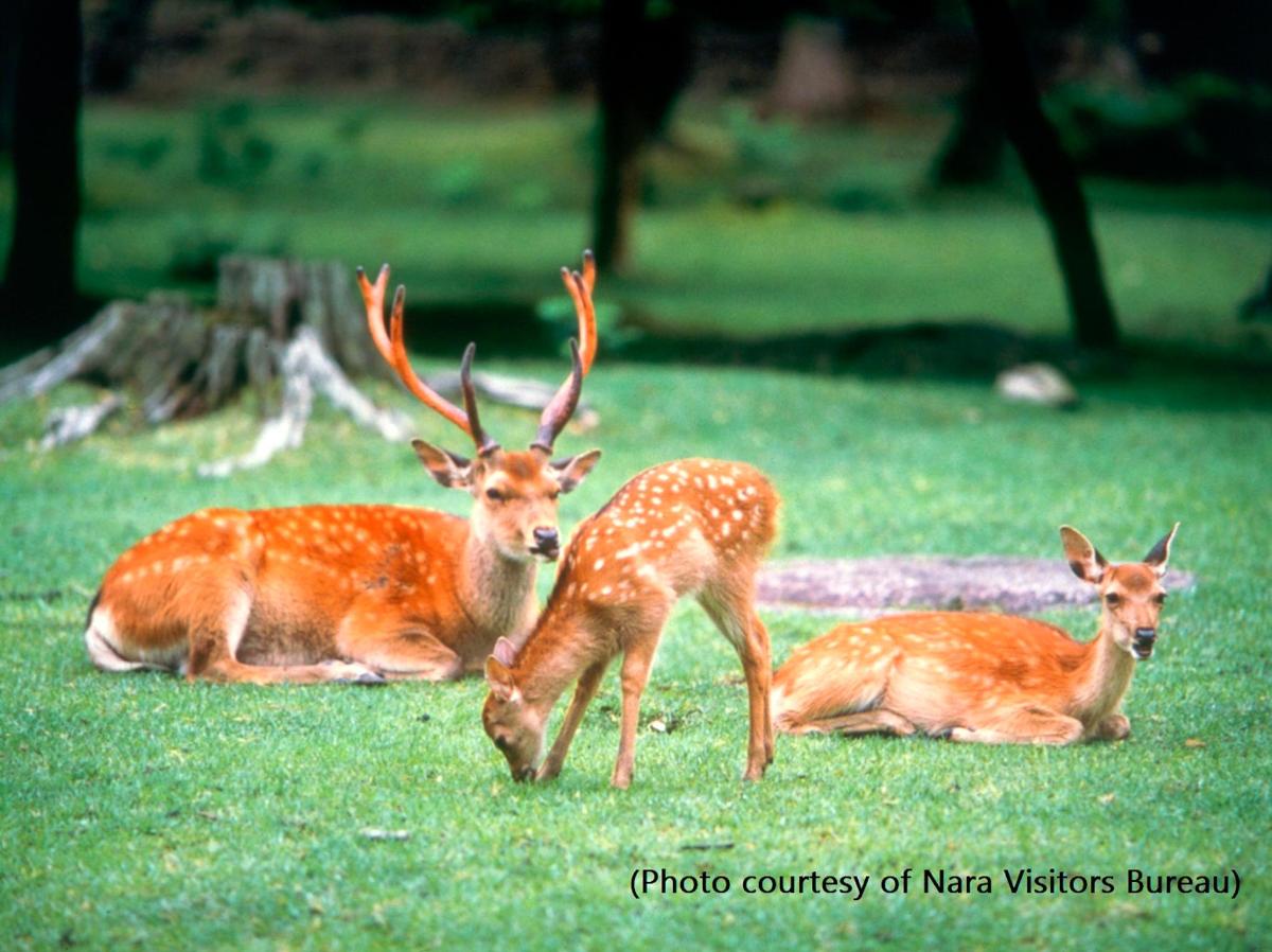 tre cervi sdraiati sull'erba in un campo