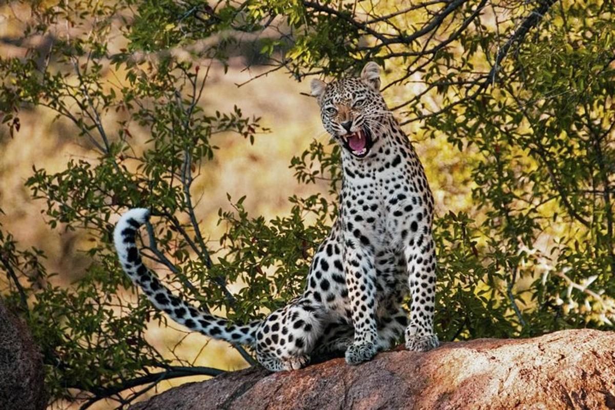 un leopardo seduto in cima a una roccia