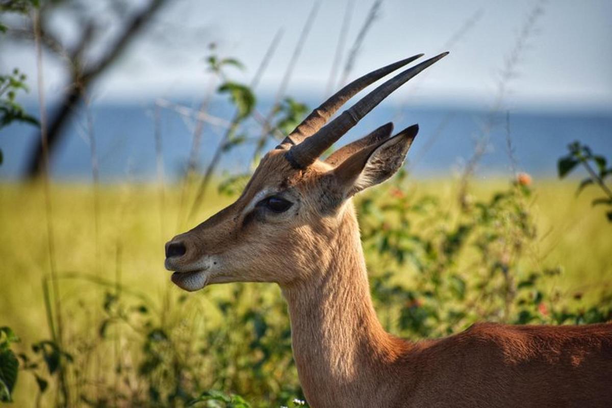 una gazzella con lunghe corna in piedi in un campo