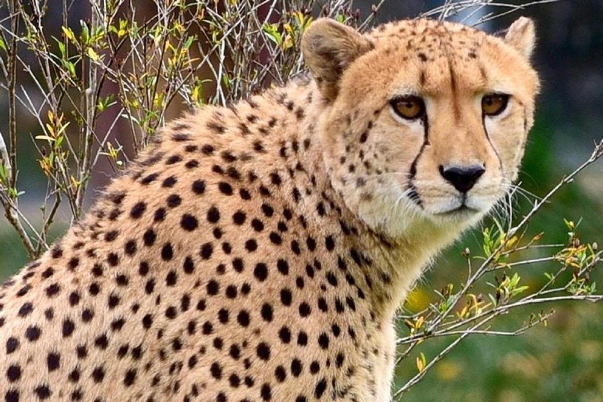 un prim-plan al unui ghepard stând într-un tufiș
