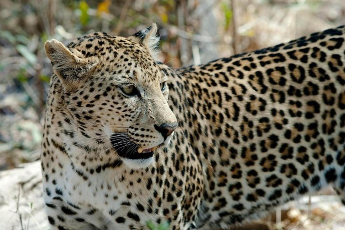 detailní záběr na leoparda stojícího v lese