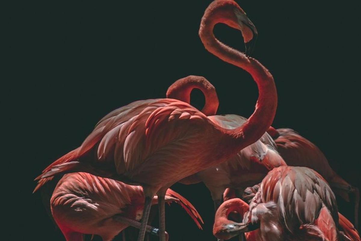 Un grupo de flamencos rosados de pie uno al lado del otro.