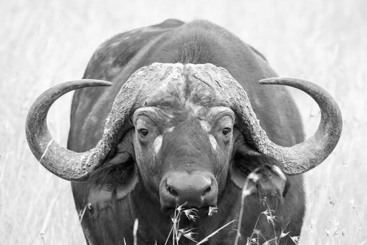 Un toro con cuernos largos parado en un campo
