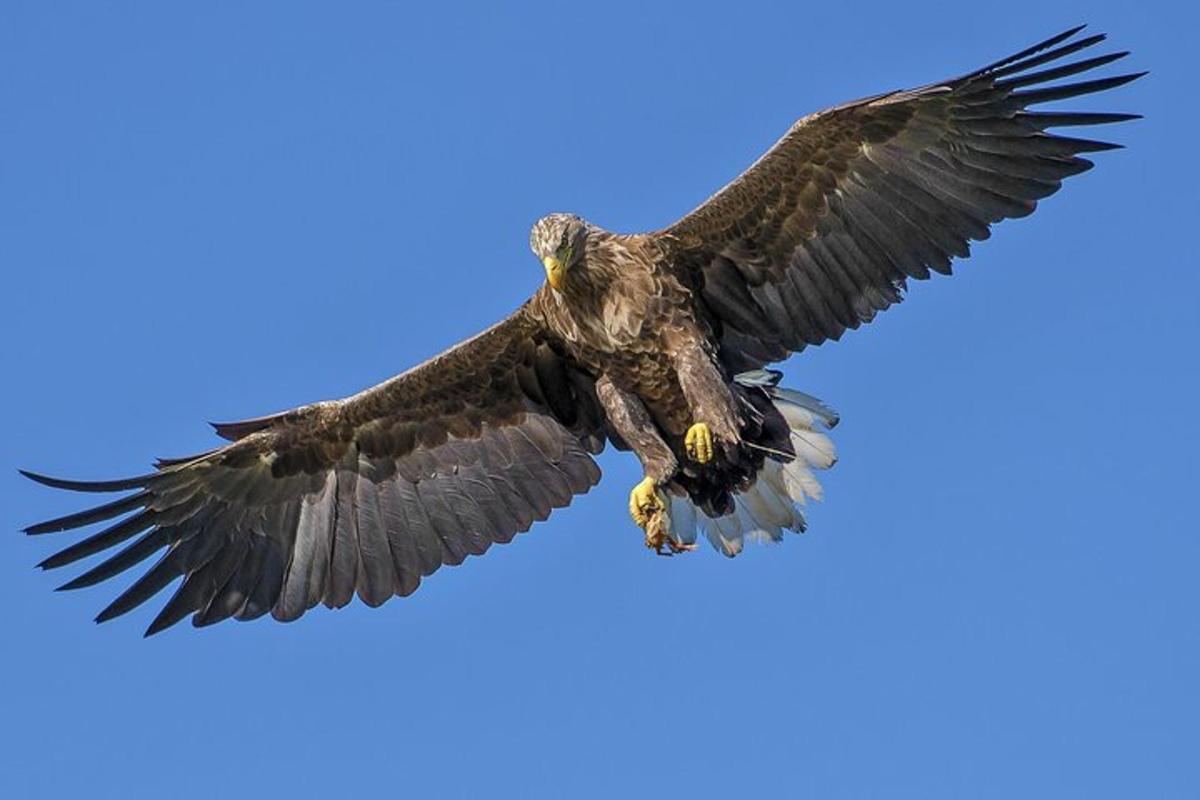 burung pemangsa terbang di langit